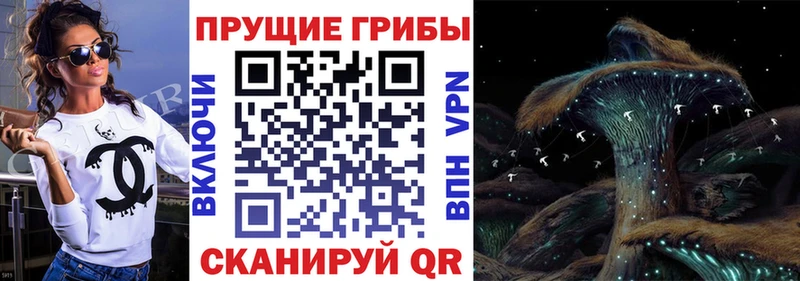 Купить  Егорьевск  Галлюциногенные грибы Psilocybe 